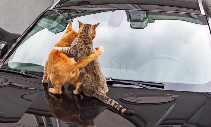 Two cats hugging on a car hood