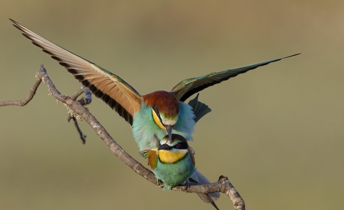 Two European Bee-eaters on a Branch