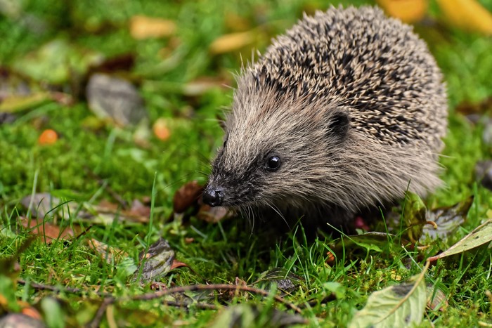 Hedgehog in grass with foliage