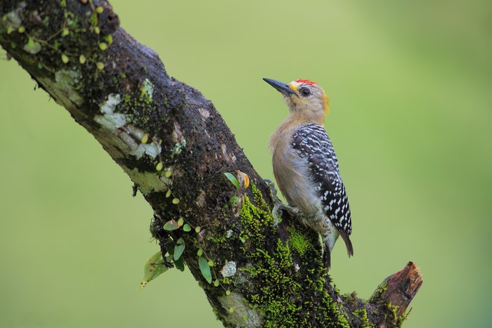 Hoffmann's Woodpecker perched on a mossy branch