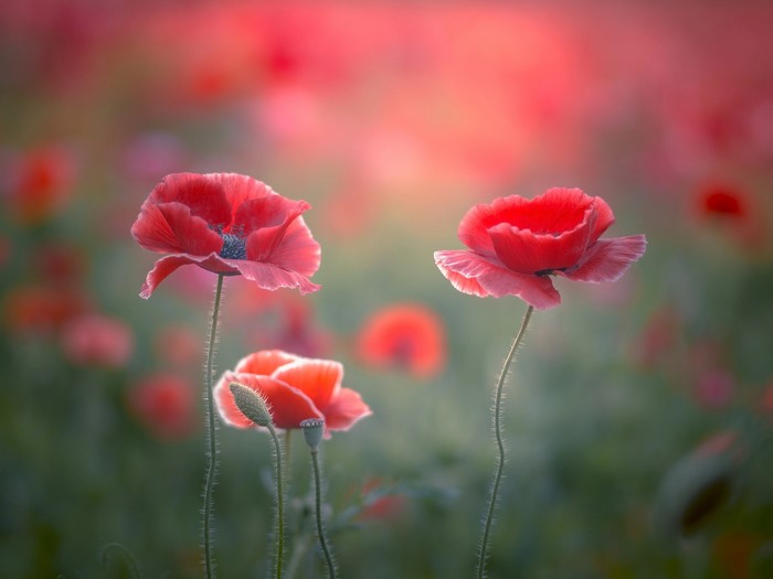 Field of Red Poppies in Soft Light