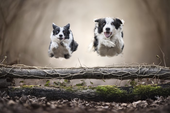 Two Border Collies jumping over a log