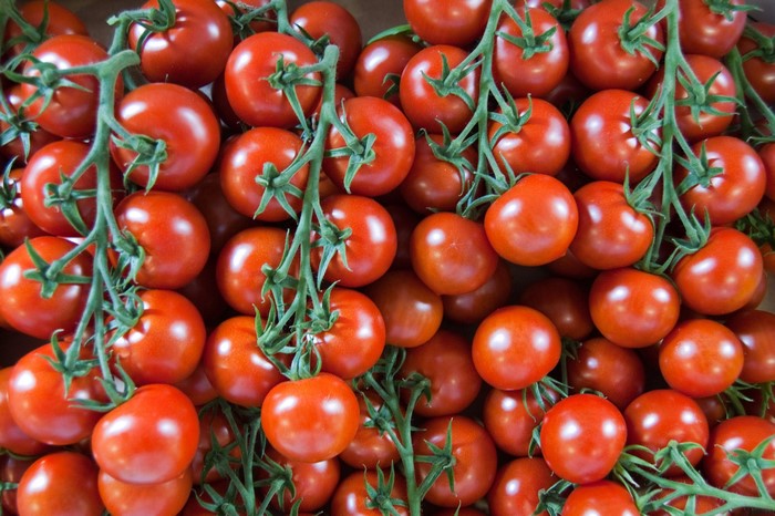 Many ripe red tomatoes on vines