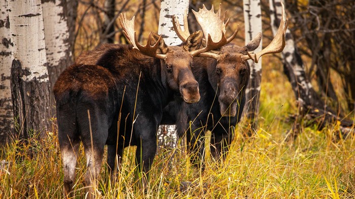 Two Moose with Large Antlers in Autumn Forest