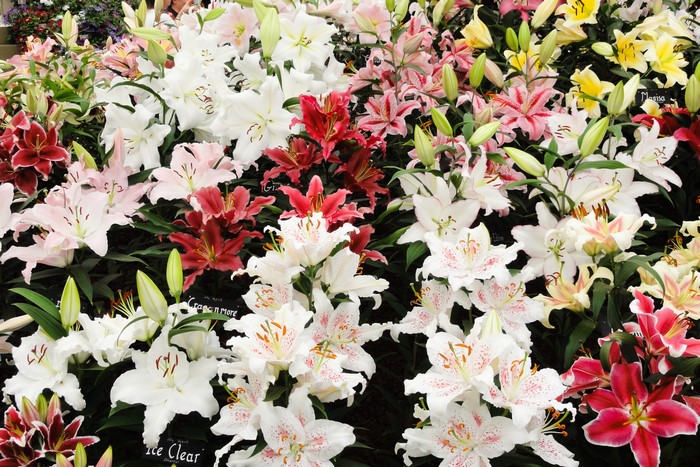 A variety of lilies in different colors