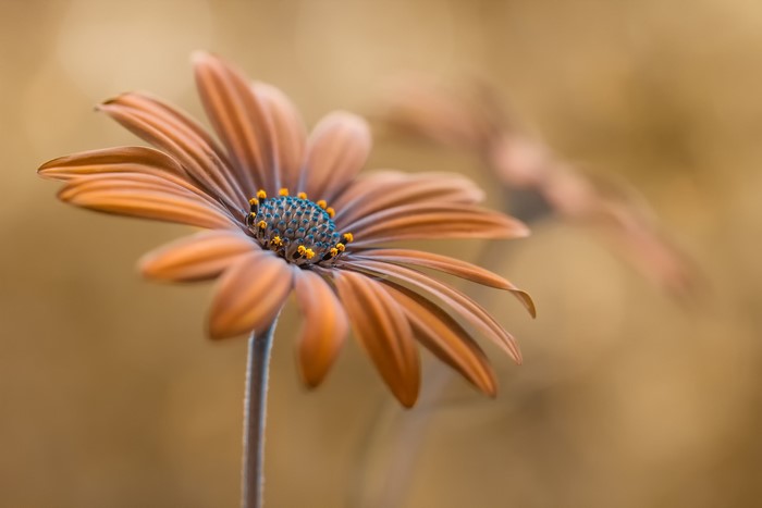 Close-up of a brown Osteospermum flower