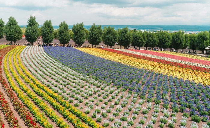 Flower fields in Hokkaido, Japan