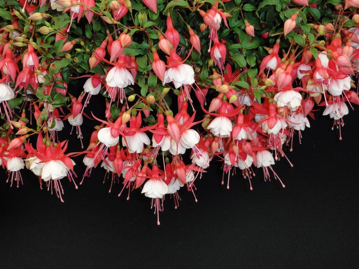Closeup of Fuchsia flowers