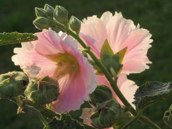 Pink Hollyhock Flowers and Buds