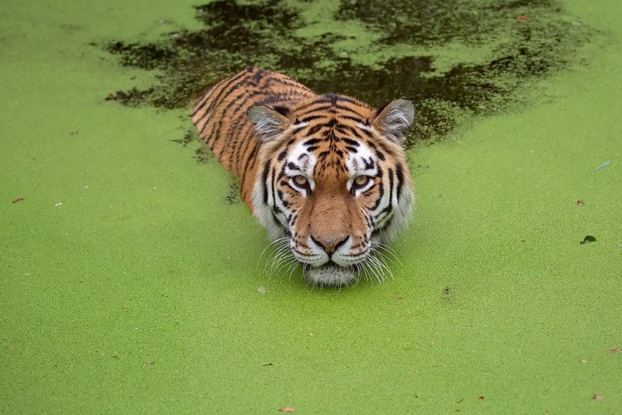 Tiger swimming in a green swamp