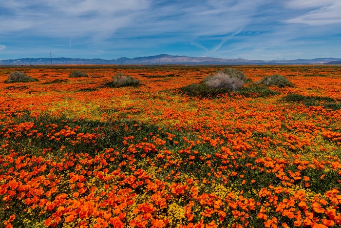 Field of Orange Poppies in California