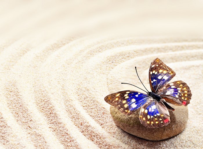 Butterfly on a stone in zen sand garden