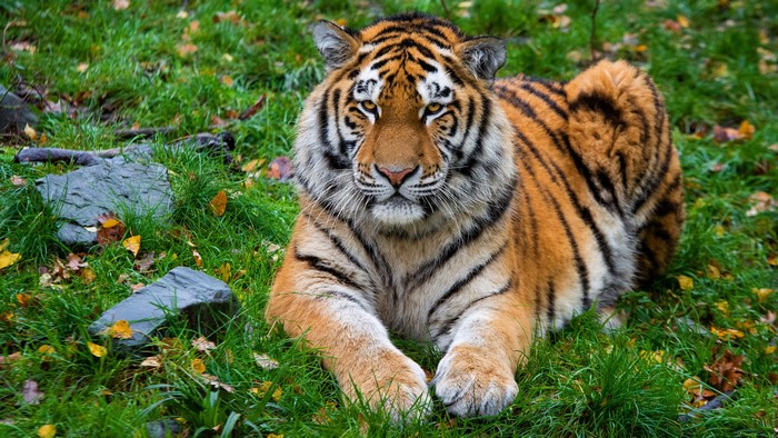 Tiger lying down on grass