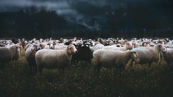 Herd of Sheep in Grasslands at Evening