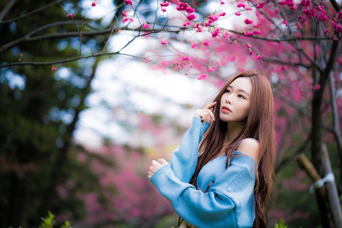 Asian woman in blue sweater under cherry blossoms
