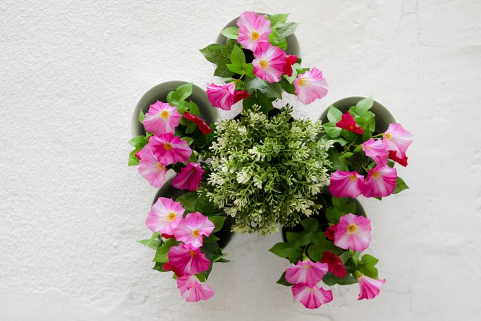 Pink Morning Glory Flowers in Pots