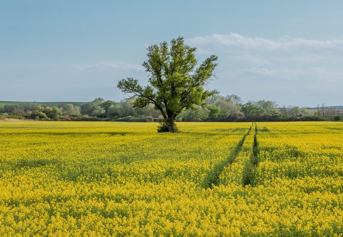 Field of rapeseed flowers in Moravia, Czech Republic