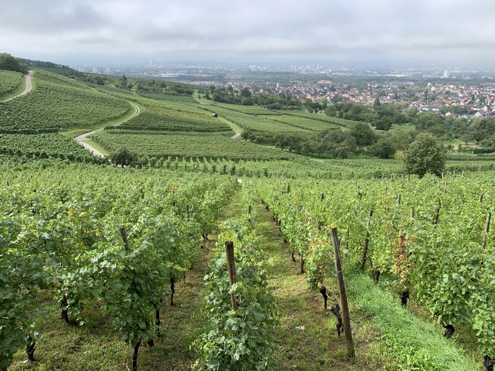 Vineyard overlooking a German town