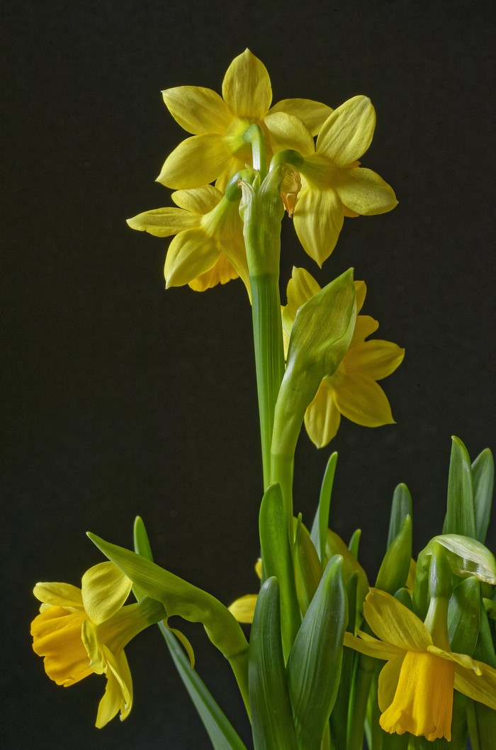 Yellow Daffodils