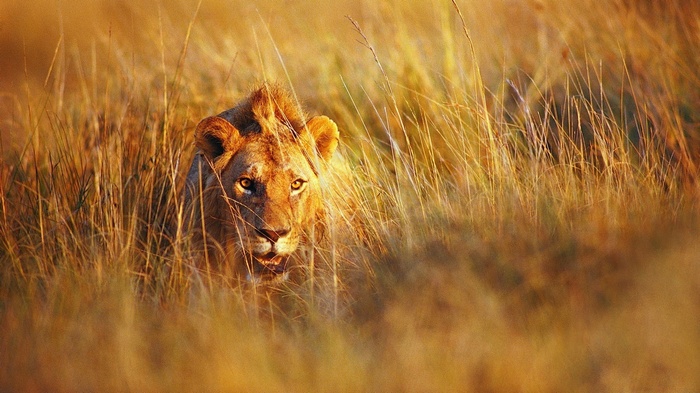 Lion in tall dry grass