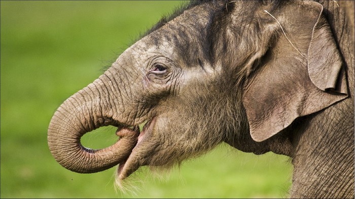 Close-up of a young elephant's head