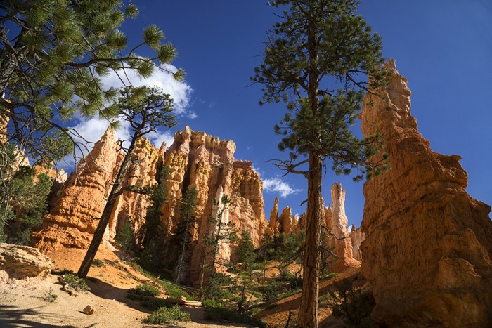 Bryce Canyon National Park Hoodoos and Trees