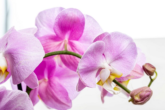 Pink Orchid Flowers Closeup