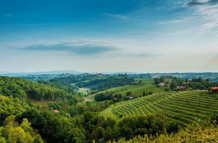 Vineyard landscape with houses and forests in Slovenia