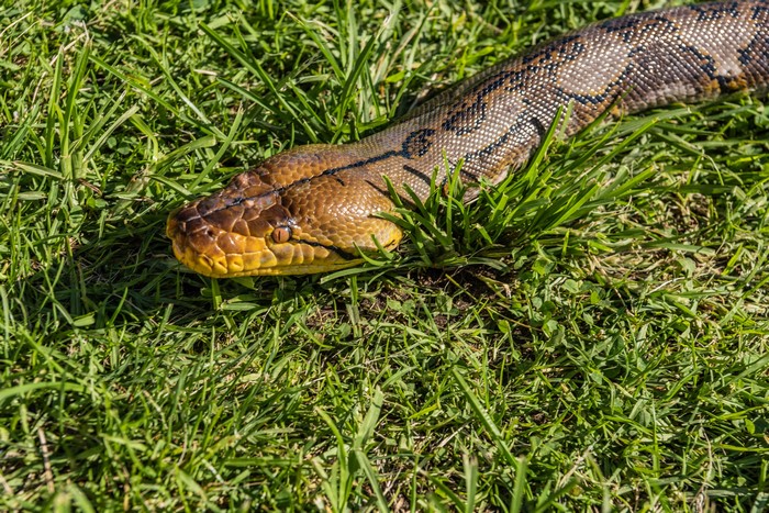 Snake on green grass