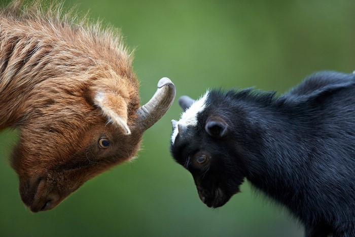 Two young goats with horns facing each other