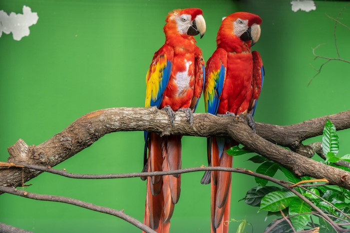 Two Scarlet Macaws perched on a branch