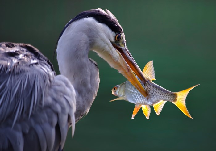 Grey Heron with Fish in Beak