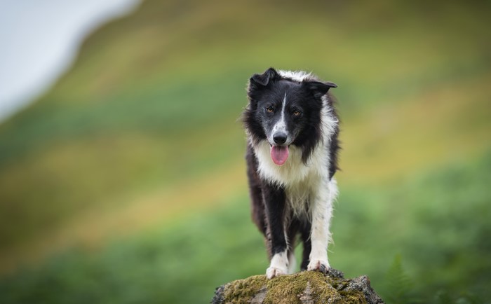 Border Collie dog standing on a rock