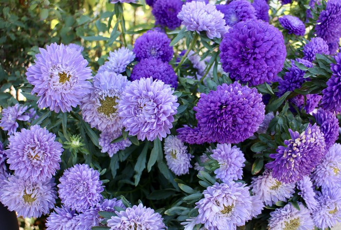 4K Asters Closeup