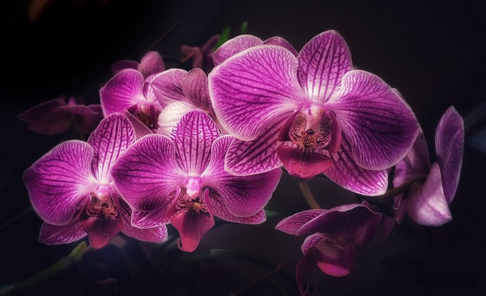 Close-up of purple orchids