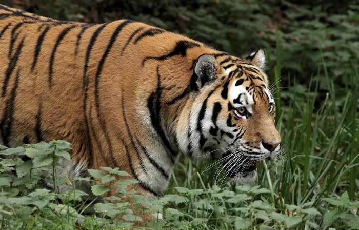 Tiger walking through grass