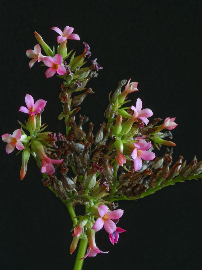 Pink Kalanchoe flowers with seed pods on black background