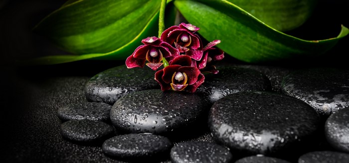 Dark Red Orchids on Wet Black Stones