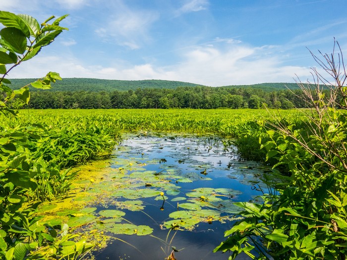 Pond with water lilies and green foliage in Mamakating, USA