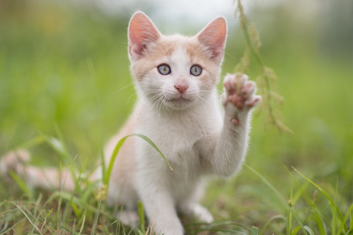 A cute kitten with blue eyes raises its paw