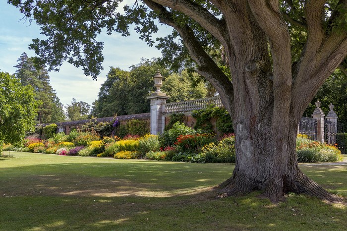 Cliveden Garden in England with a large tree trunk
