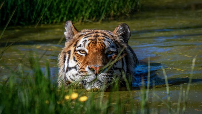 Tiger in a swamp
