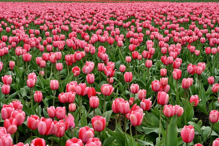 Field of Pink Tulips