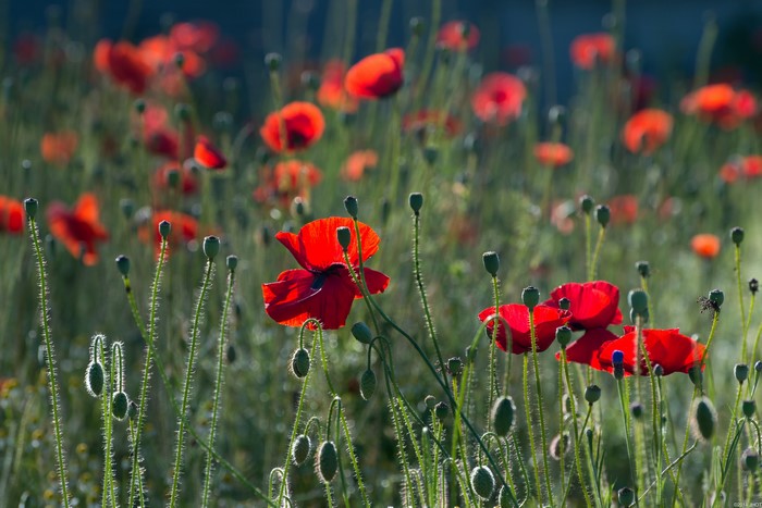 Field of Red Poppies with Buds