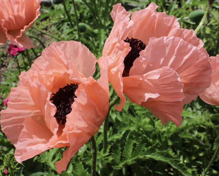 Two pink poppies with dark centers