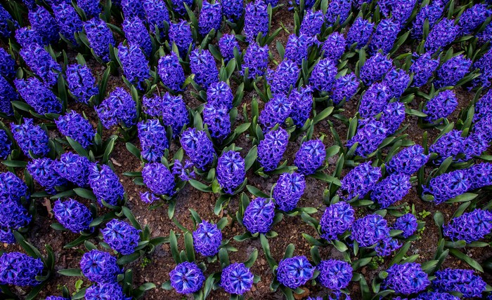 4K Hyacinths Many Violet