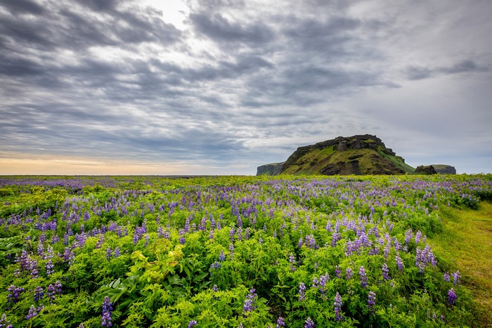 Field of purple lupines in Iceland with a cliff in the background