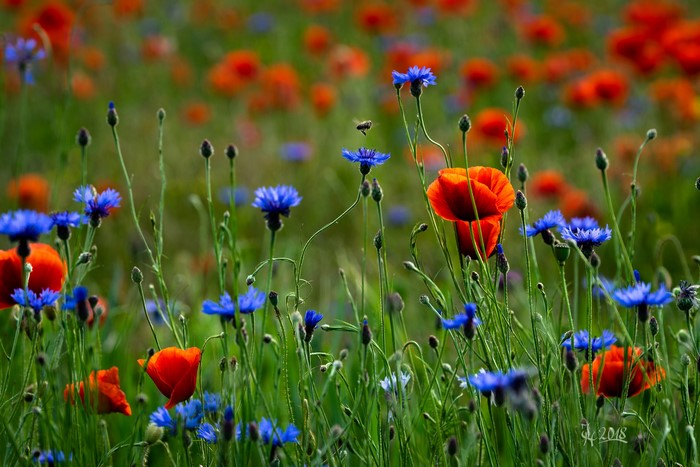 4K Poppies and Cornflowers in a Field