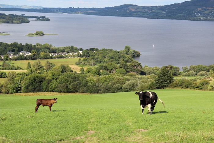 Two cows in a grassy field overlooking a lake