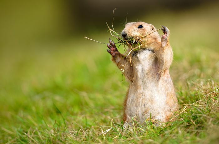 Prairie dog with grass in its mouth